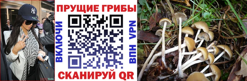 kraken как зайти  Истра  Псилоцибиновые грибы MAGIC MUSHROOMS 